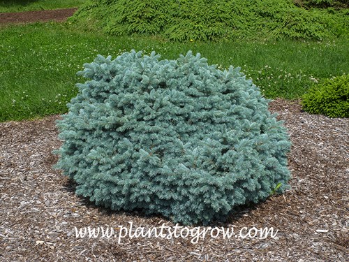 'Thume' Blue Spruce (Picea pungens) 
(mid June)